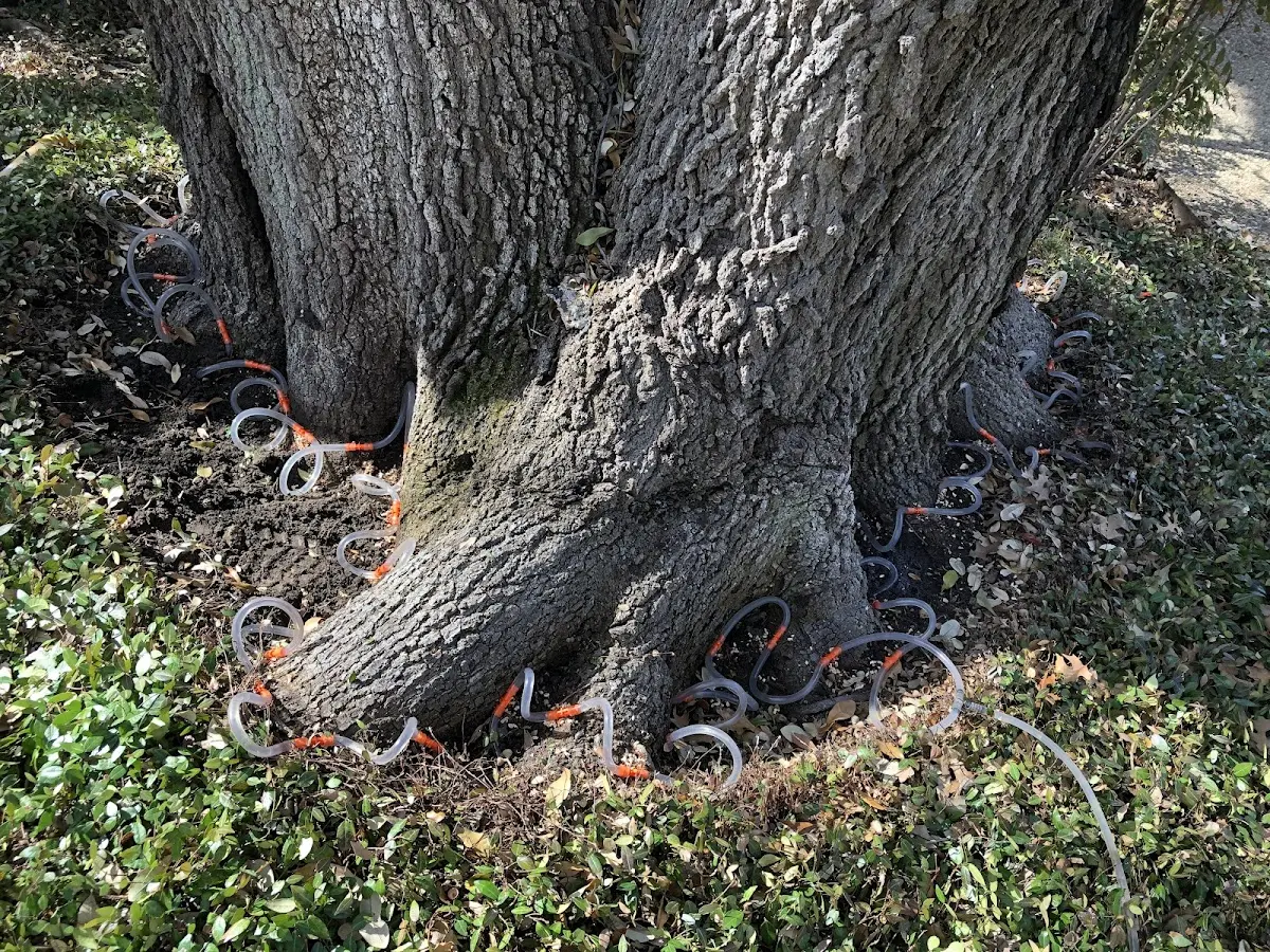 Detailed Tree Cabling and Bracing job site in White Cottage