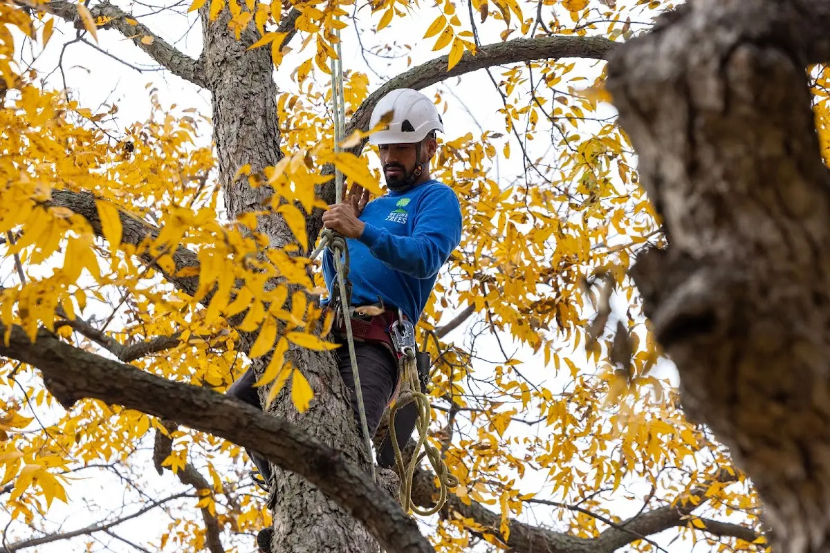 Skilled Tree Planing crew working in White Cottage